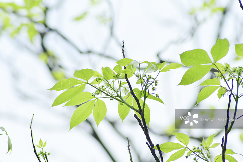 南方珍稀园林绿化树种-Crateva religiosa 鱼木图片素材