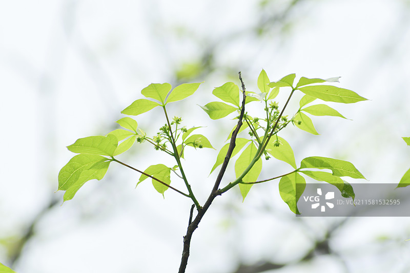 南方珍稀园林绿化树种-Crateva religiosa 鱼木图片素材