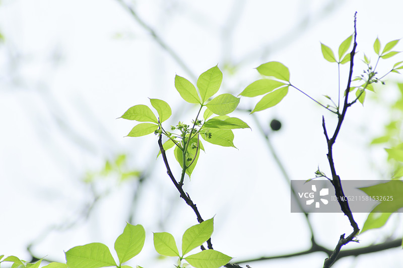 南方珍稀园林绿化树种-Crateva religiosa 鱼木图片素材