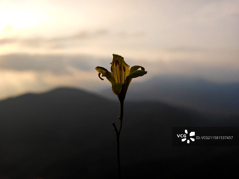 莒县屋楼崮山顶的野花图片素材