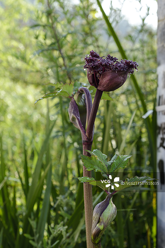 紫花前胡中药材开花图片素材