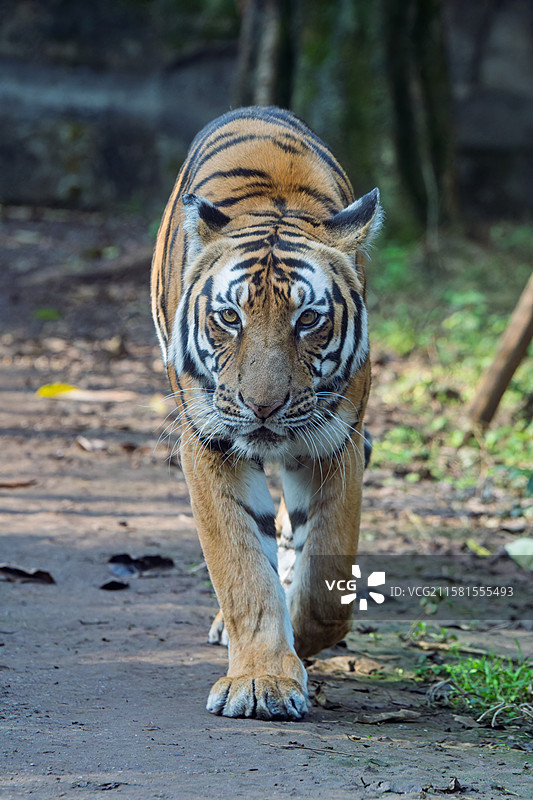 雌性华南虎迈着猫步走来图片素材