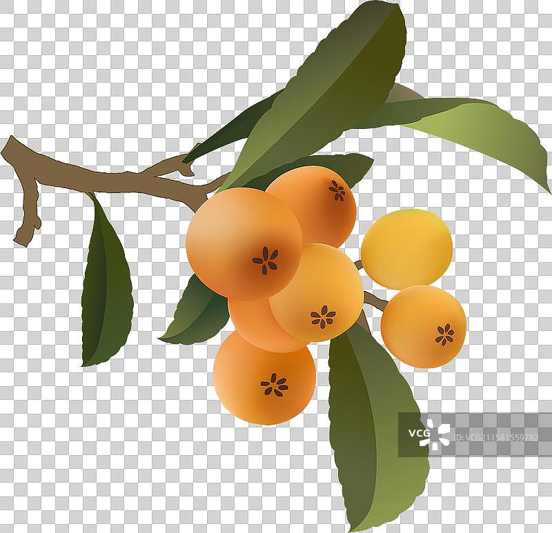 中国风新中式矢量水果植物插画枇杷图片素材