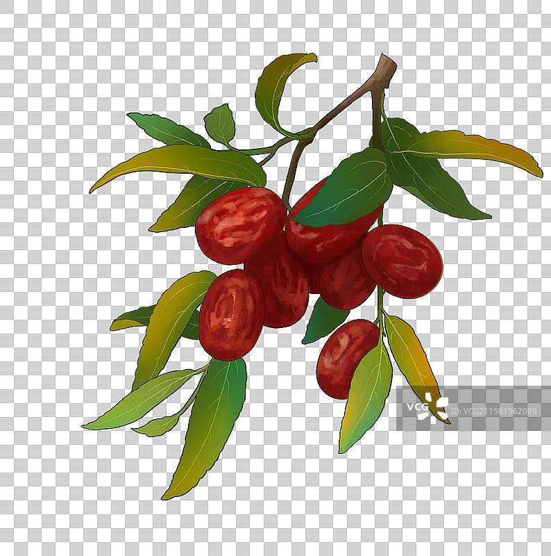 手绘水果中药药材红枣插画图片素材