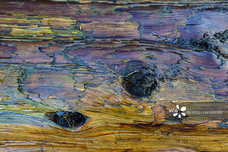 美国海滩上古老树木树皮的特写图片素材