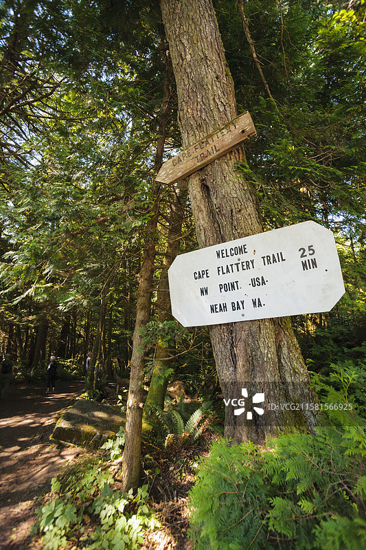 关于美国Cape Flattery Trail的信息方向和距离标志，钉在树林中的一棵树上，位于Makah保护区。图片素材
