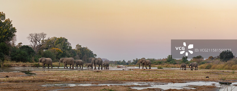 南非伦多洛兹游戏保护区，非洲象，象群穿越河流。图片素材