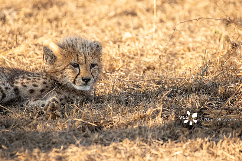 南非伦多洛兹游戏保护区，猎豹幼崽（Acinonyx jubatus）在草地上休息。图片素材