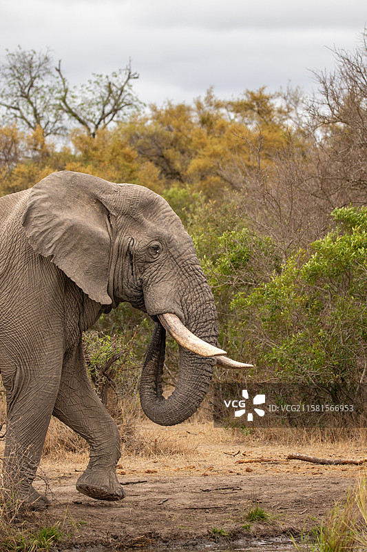 南非伦多洛兹游戏保护区，非洲象（Loxodonta africana）在灌木丛中行走。图片素材