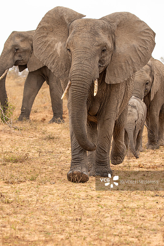 南非伦多洛兹游戏保护区，大象，非洲象，成群的大象在平原上排成一行移动。图片素材