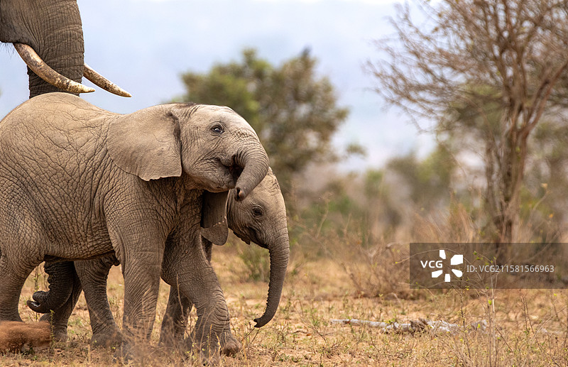 南非伦多洛兹游戏保护区，非洲象（Loxodonta africana）并肩行走。图片素材