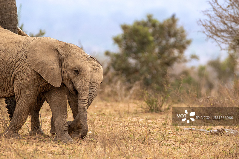 南非伦多洛兹游戏保护区，非洲象（Loxodonta africana）并肩行走。图片素材