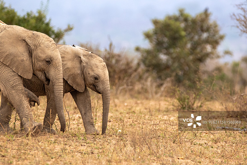南非伦多洛兹游戏保护区，非洲象（Loxodonta africana）并肩行走。图片素材