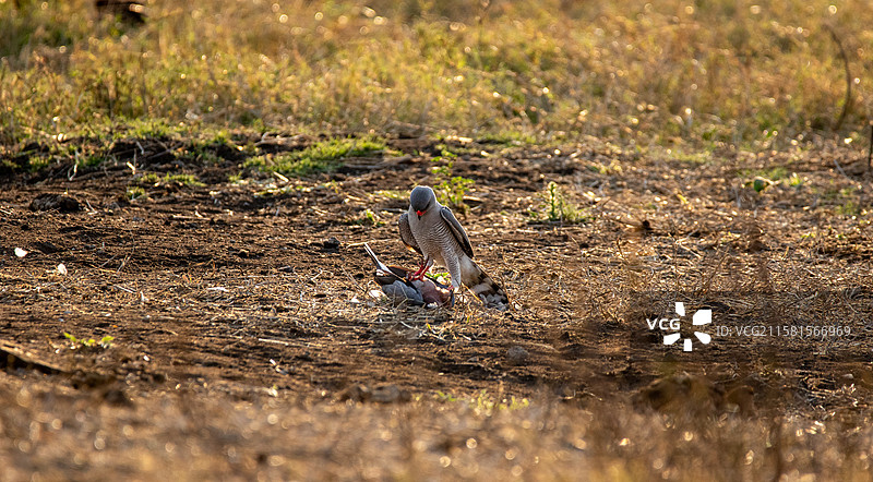 南非伦多洛兹游戏保护区，带着猎物的加巴尔鹰，Micronisus gabar。图片素材