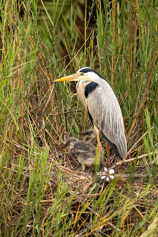 南非伦多洛兹游戏保护区，灰鹭，阿尔迪亚·西内雷亚，灰鹭在巢中照顾它的雏鸟。图片素材