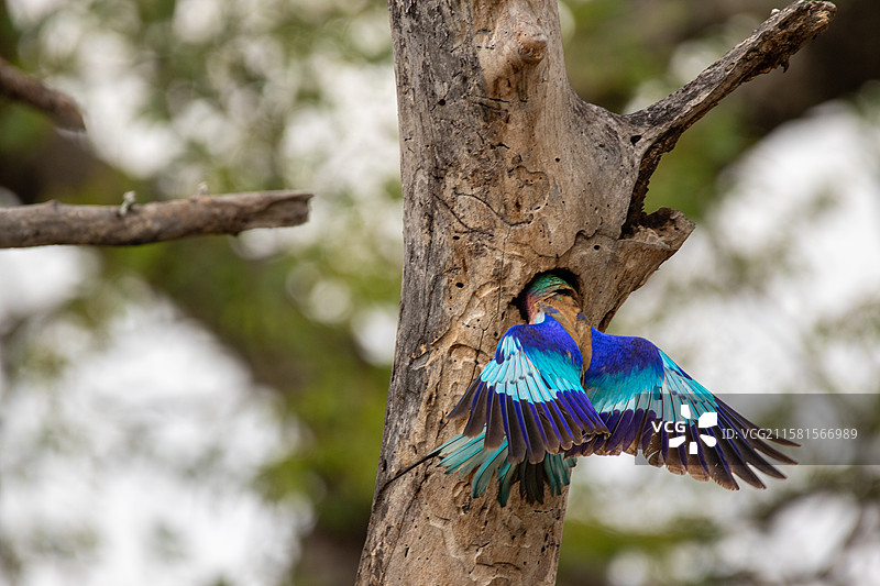 南非伦多洛兹游戏保护区，紫胸滚地龙，飞向巢穴。图片素材