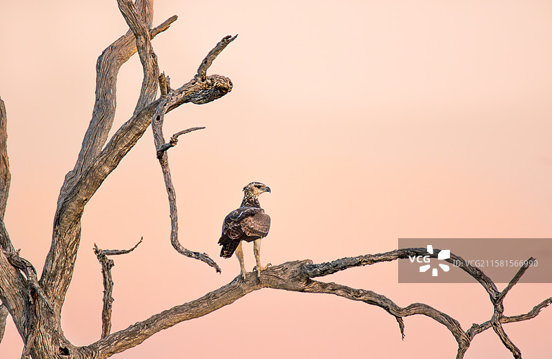 南非伦多洛兹游戏保护区，武斗鹰，栖息在树上的武斗鹰，日落时分。图片素材
