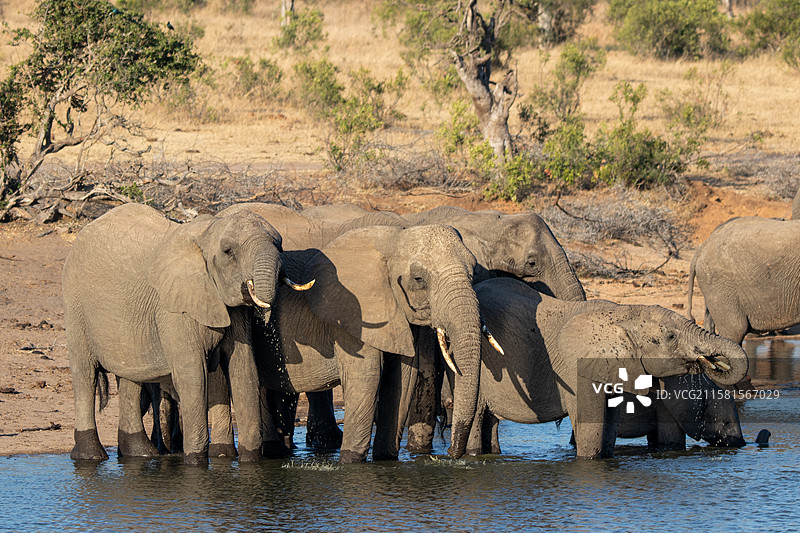 南非伦多洛兹游戏保护区，非洲象（Loxodonta africana），大象在河边饮水。图片素材