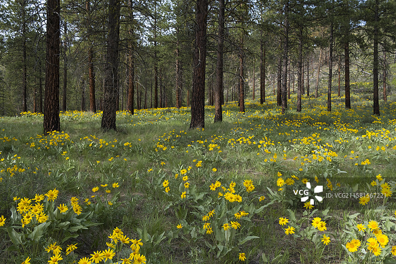 梅索谷，美国，春天盛开的箭头叶香蒲野花和草地，远处稀疏且经过火灾的黄松森林，梅索谷，北喀斯喀特山脉图片素材
