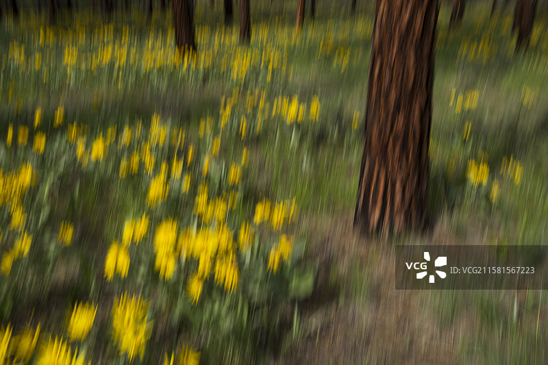 美国梅索谷，春天盛开的箭叶香脂根野花和草甸草的模糊运动抽象，背景是稀疏和烧毁的黄松森林。图片素材