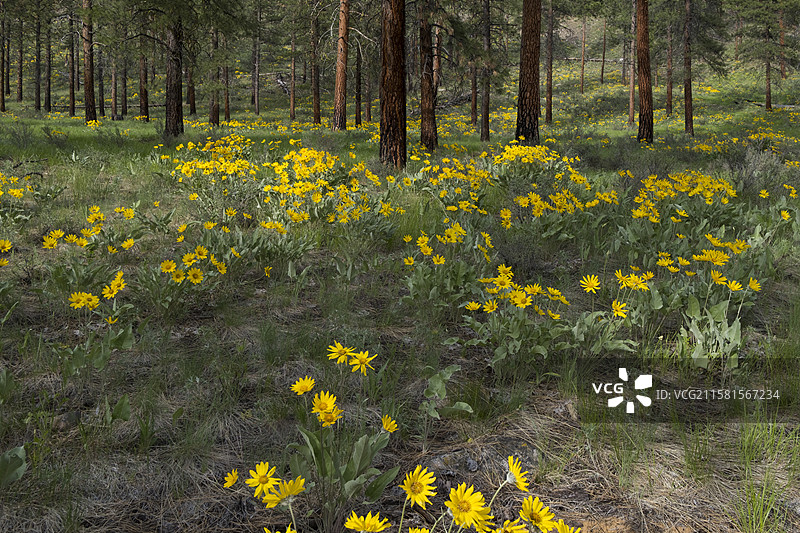 梅索谷，美国，春天盛开的箭头叶香蒲野花和草地，远处稀疏且烧过的黄松森林，梅索谷，北喀斯喀特山脉图片素材