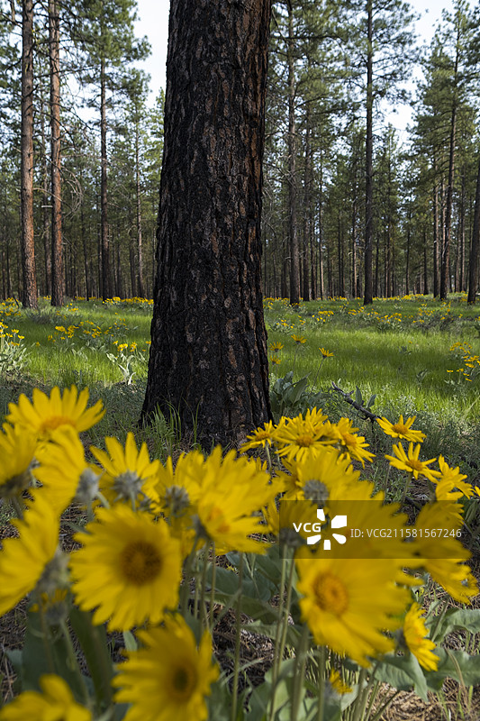 梅索谷，美国，春天盛开的箭头叶香蒲野花和草甸草，远处是稀疏和烧毁的黄松森林，梅索谷，北喀斯喀特山脉图片素材