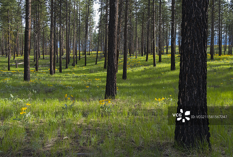 梅索谷，美国，春天盛开的箭头叶香蒲野花和草地，远处是稀疏和烧毁的黄松森林，梅索谷，北喀斯喀特山脉图片素材