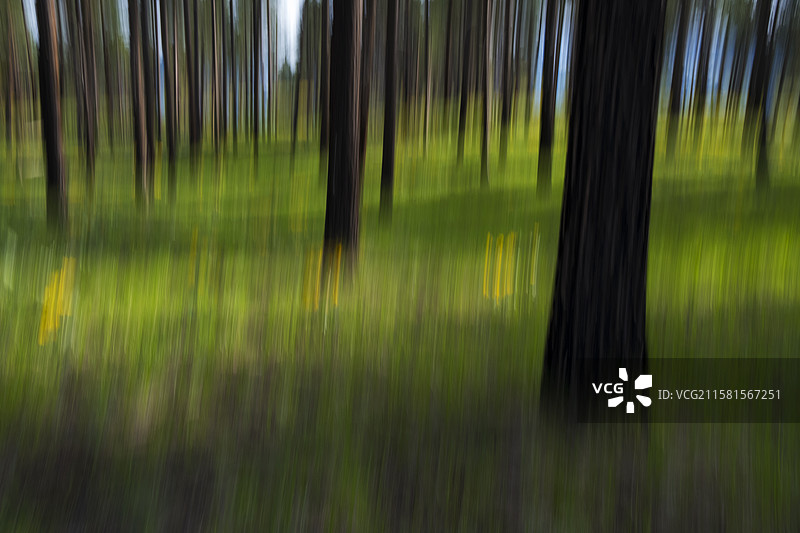 美国梅索谷，春天盛开的箭叶香脂根野花和草甸草的模糊运动抽象，背景是稀疏和烧毁的波多罗萨松树林。图片素材