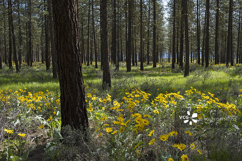 美国，春天盛开的箭头叶香蒲野花和草甸草，远处是稀疏和烧毁的波多罗萨松林，梅索谷，北喀斯喀特山脉图片素材