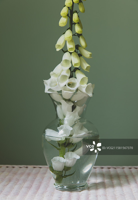 白喉花， 美国，盛开的白色白喉花静物，一朵花头。图片素材