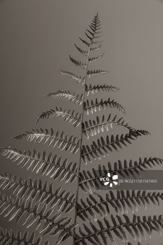 剑蕨，美国，特写，剑蕨叶片的工作室拍摄，西部剑蕨（Polystichum munitum）图片素材