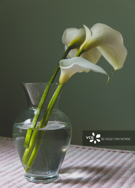 马蹄莲，美国，玻璃花瓶中的马蹄莲，采用自然光拍摄图片素材