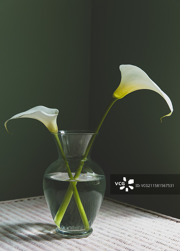 马蹄莲，美国，玻璃花瓶中的马蹄莲，采用自然光拍摄图片素材