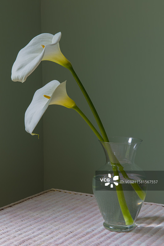 马蹄莲，美国，玻璃花瓶中的马蹄莲，采用自然光拍摄图片素材