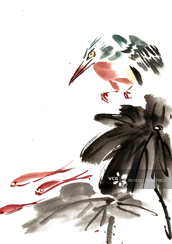 捕鱼的翠鸟图片素材