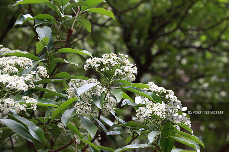 镇江南山文苑石楠花开图片素材