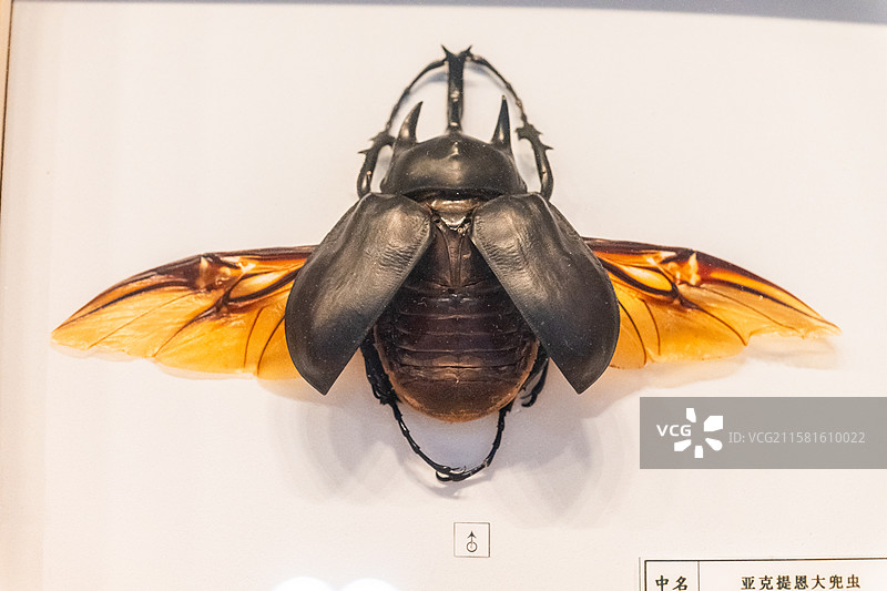 大兜虫（昆虫标本）图片素材