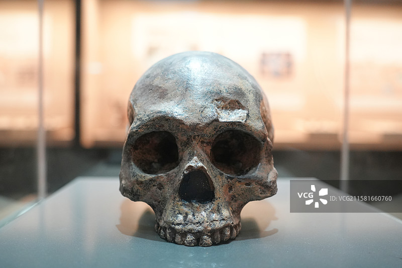 柳江人头骨化石图片素材