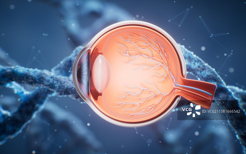 医学人类眼球结构三维渲染图片素材