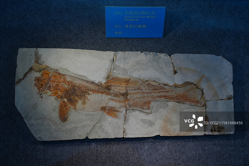 刘氏原白鲟化石 侏罗纪晚期图片素材