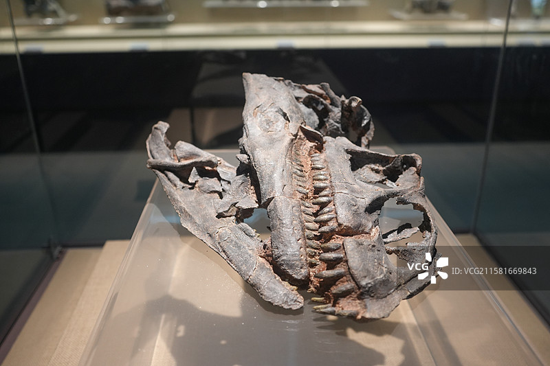 云南龙化石 中生代侏罗纪图片素材