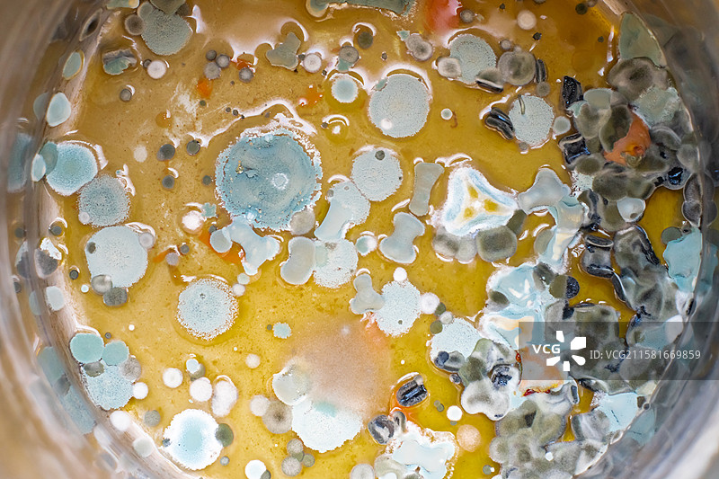 中国不锈钢盆子正在腐败长毛变质彩色腐烂的食物，发霉细菌病毒黄曲霉素彩色致癌症物样本，室内无人图像摄影图片素材