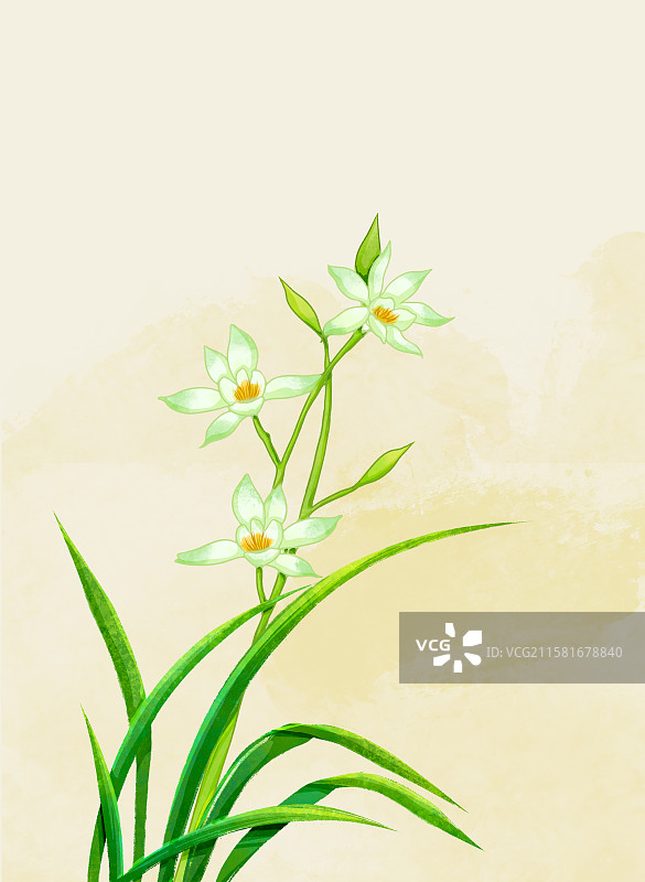 手绘植物插画兰花图片素材