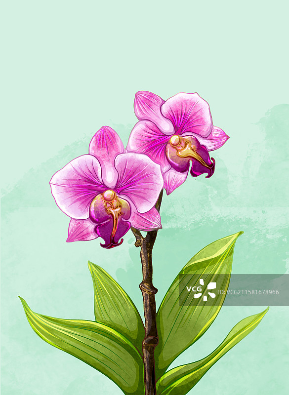 手绘植物插画兰花蝴蝶兰图片素材