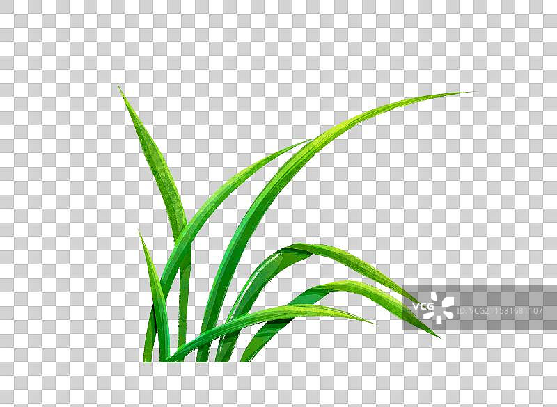 手绘植物插画兰花草图片素材