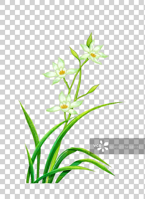 手绘植物插画花卉鲜花兰花图片素材