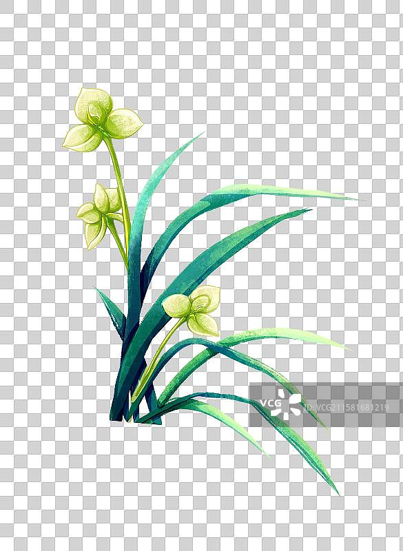 手绘植物花卉插画兰花图片素材