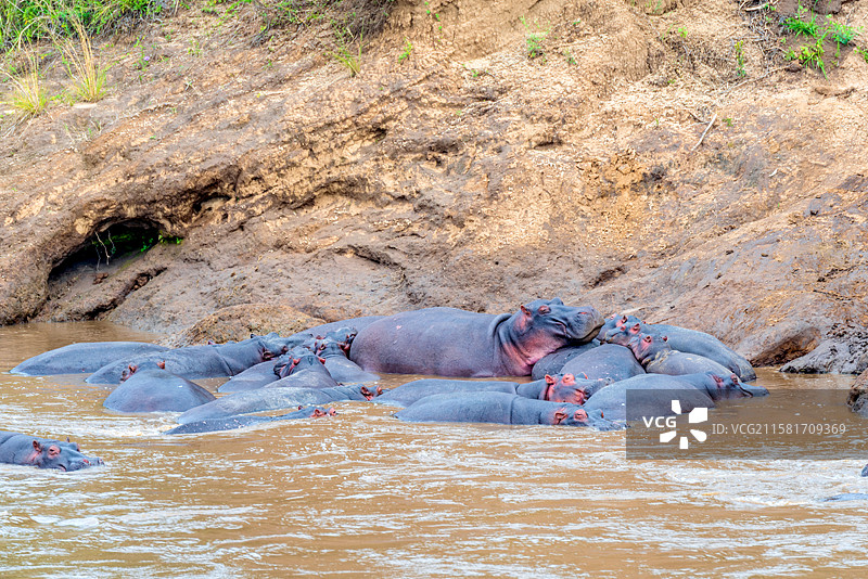 非洲肯尼亚马赛马拉马拉河的河马图片素材