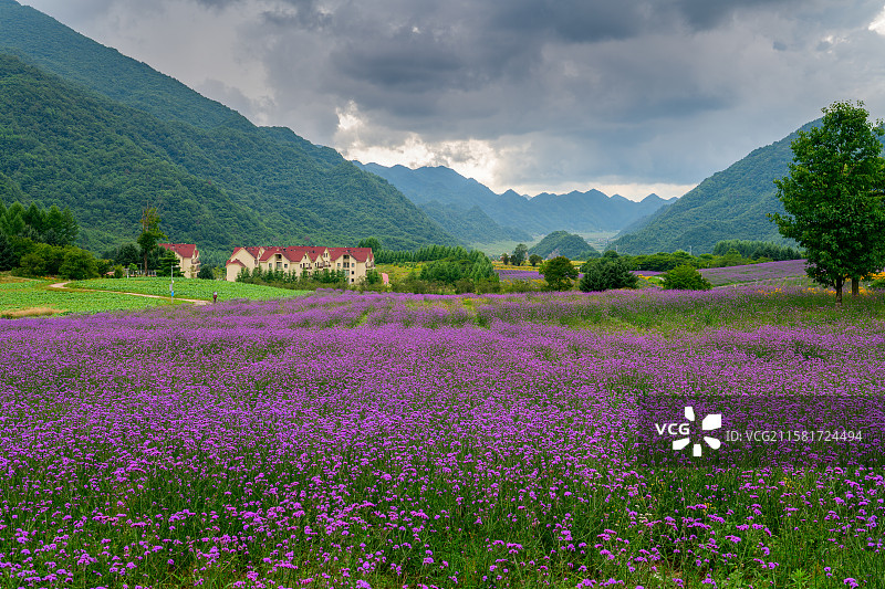 红池坝云中花海图片素材