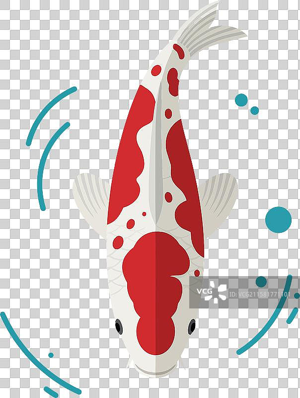 色彩斑斓的锦鲤优雅地游动在水中图片素材